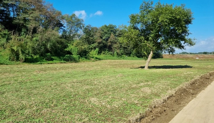 동이면 친수공원에 유채 새싹이 트고 있다. / 옥천군