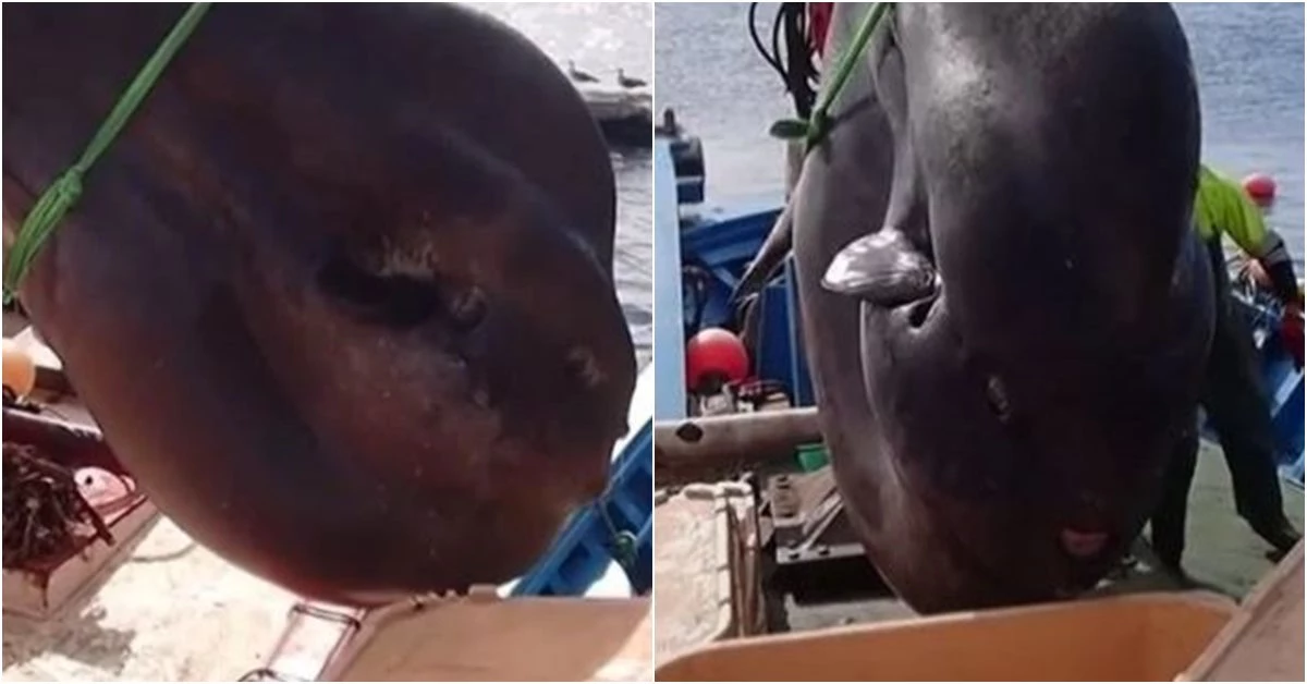 CBS Sunday morninig 페이스북