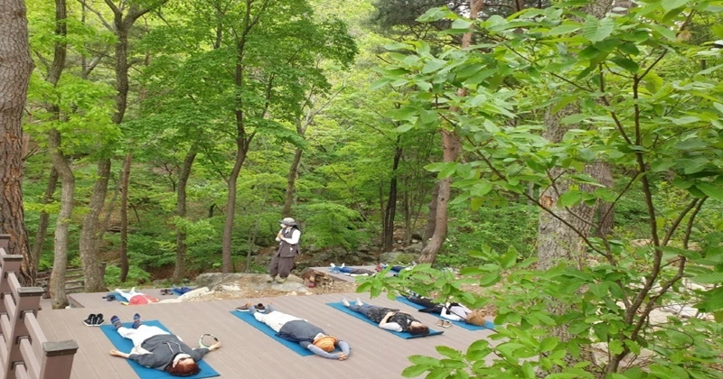 내연산 치유의 숲 산림치유 프로그램에 참여 중인 시민들 모습 / 포항시 제공