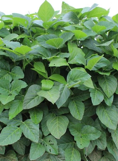 선풍 잎 / 농촌진흥청