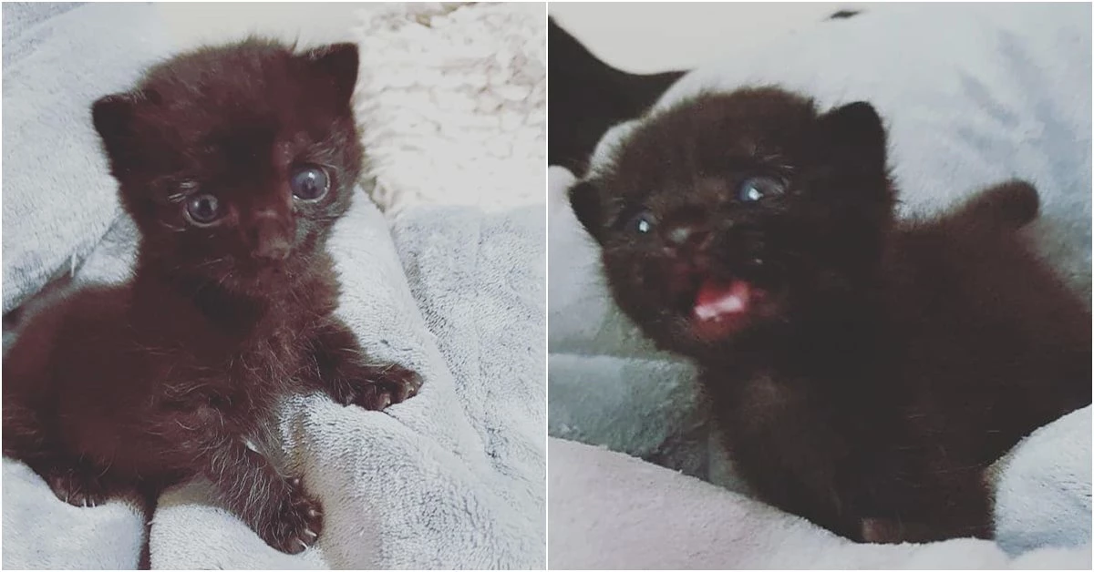 이하 페이스북 그룹 '사지 말고 입양하세요'