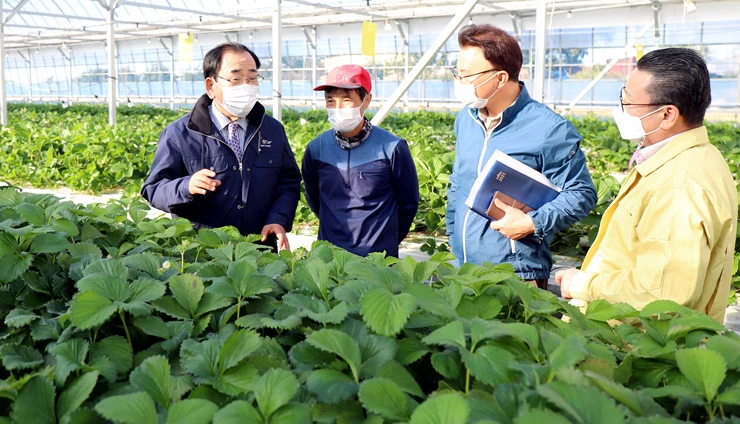 김준성 영광군수는 딸기농장 현장을 방문하여 애로사항을 청취하고 농민들을 격려했다.