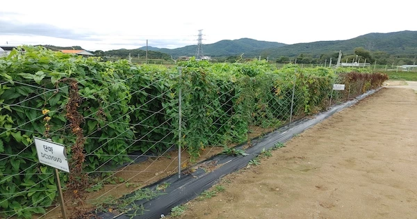 단마 밭 / 농촌진흥청