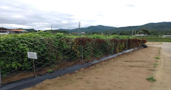 둥근마 밭 / 농촌진흥청