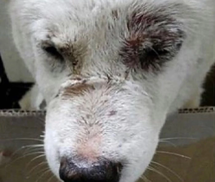 구조 당시 둥이 모습 / 이하 케어 페이스북