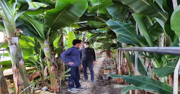 바나나 / 익산시