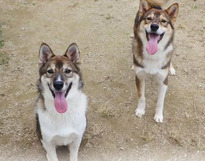 “트럭에 매달려…” 심각한 학대 당했던 강아지들, 근황이 공개됐다