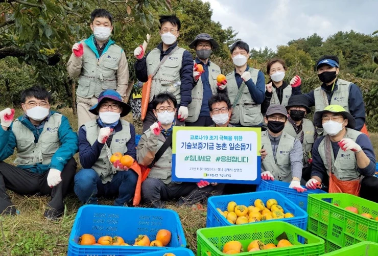 기술보증기금 직원들이 경남 김해에서 일손이 부족한 과수농가를 찾아 ‘감 따기’ 봉사활동을 펼치고 있다. / 사진제공=기보