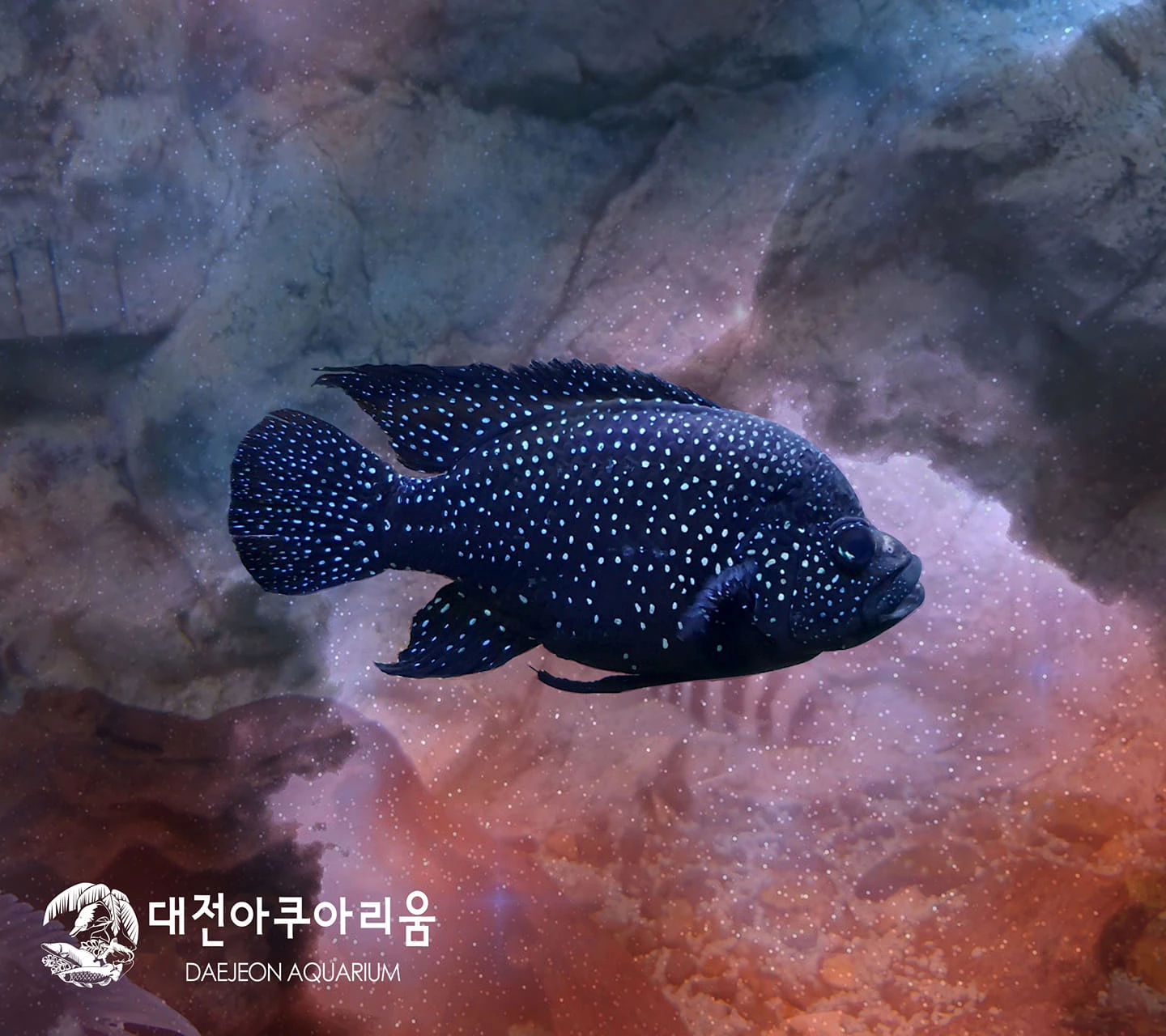 대전 아쿠아리움