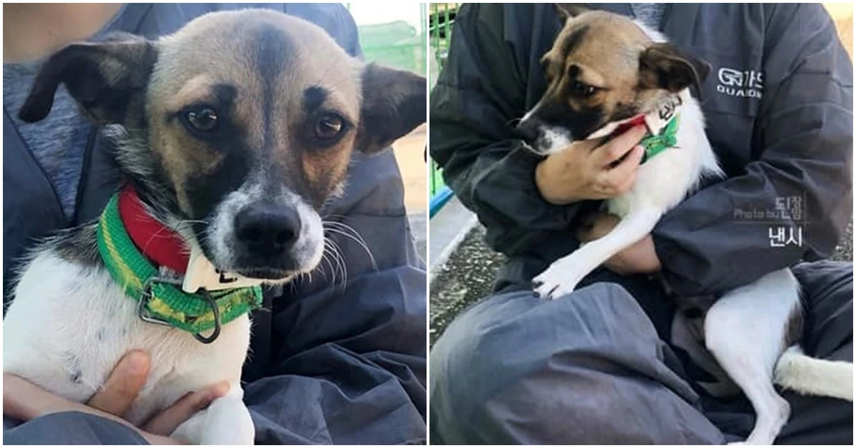 유기견 낸시 / 이하 페이스북 페이지 '사지 말고 입양하세요'