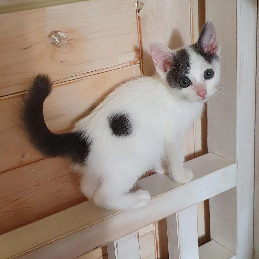 아기 고양이 꼬질이 / 묘생길 인스타그램