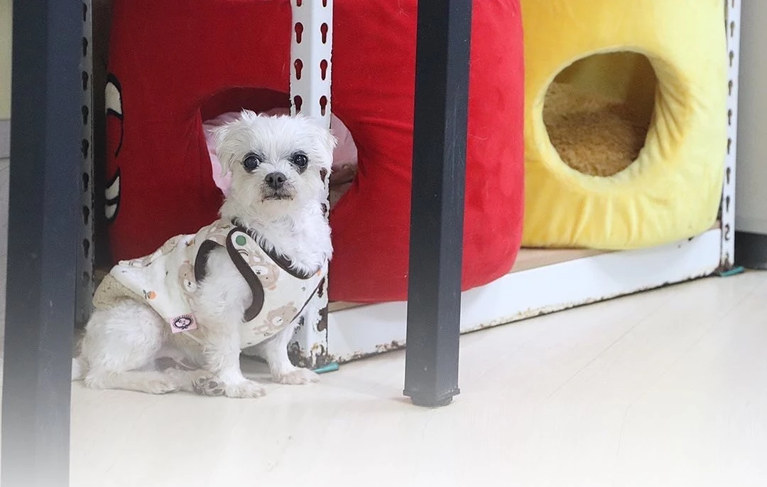 유기견 둘리 / 이하 동물자유연대 페이스북