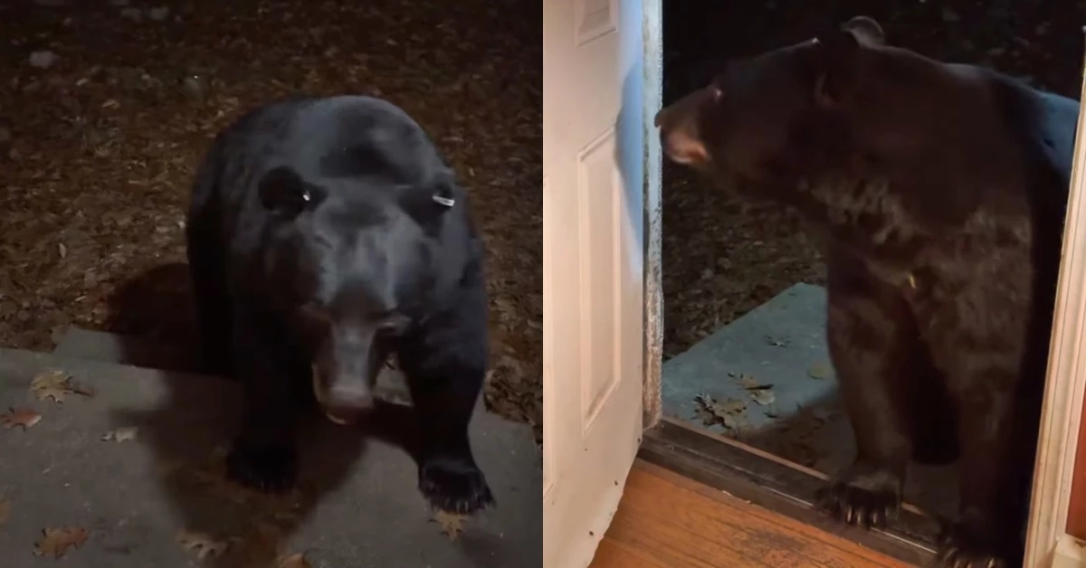 미국의 한 가정집에 출몰한 아기곰. /유튜브 채널 'Susan Kehoe'