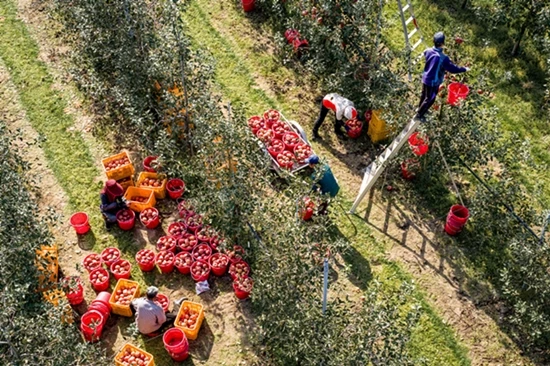 청송사과 수확 모습 / 청송군