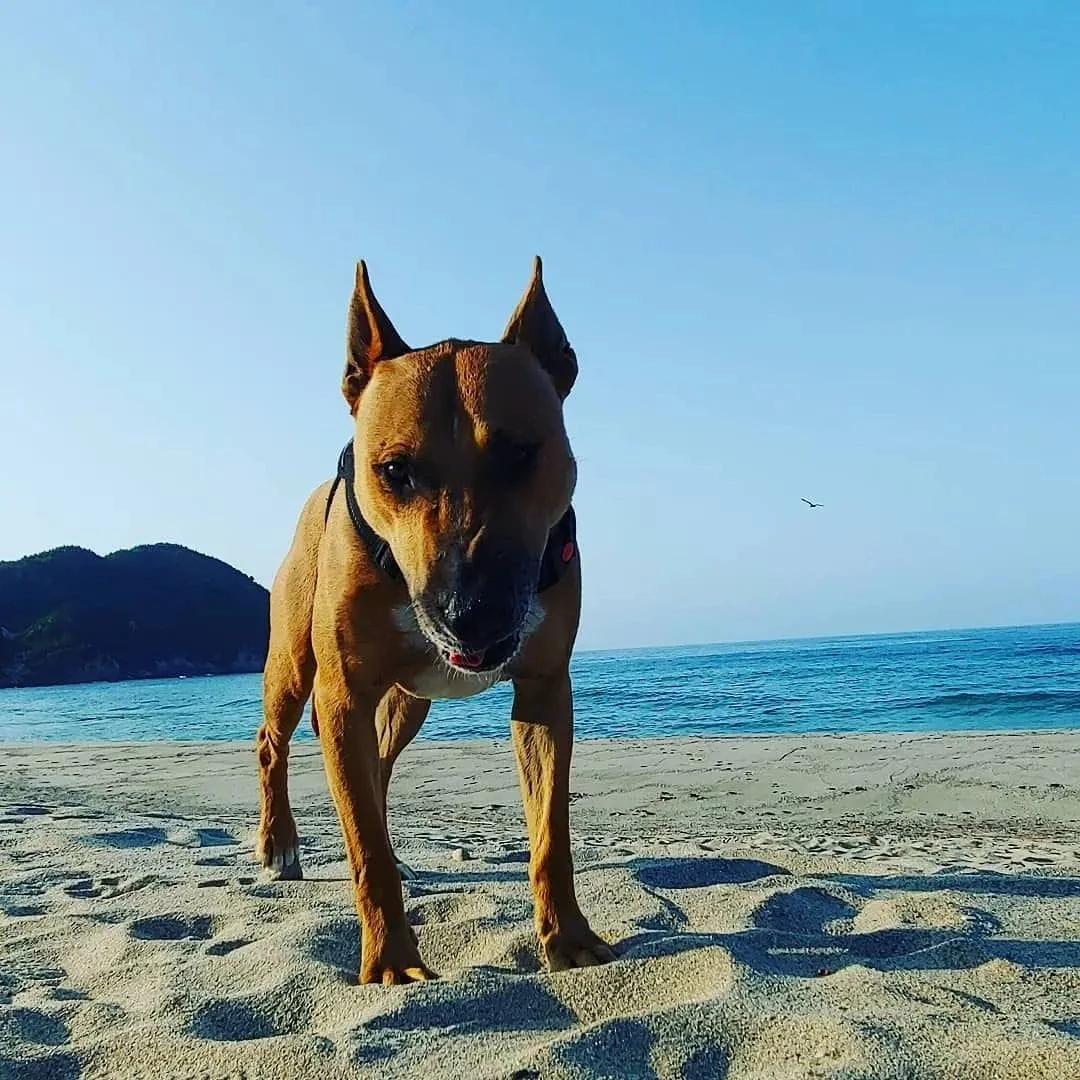 반려견 덕구 / 페이스북 '사지 말고 입양하세요'