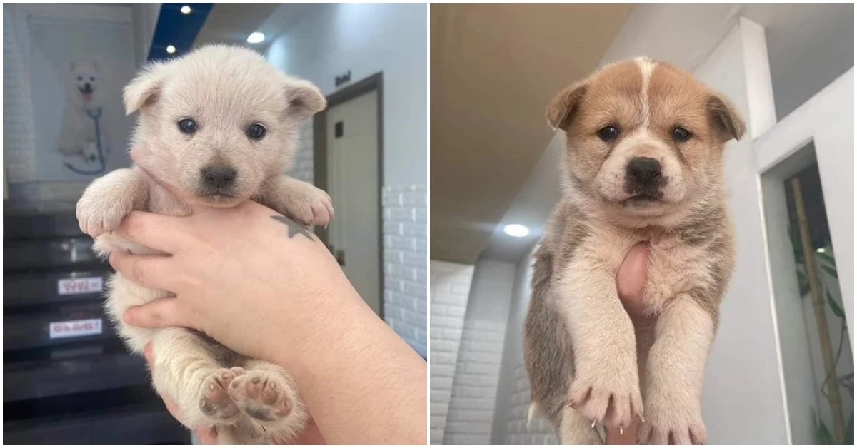 구조된 강아지들 / 이하 페이스북 '사지 말고 입양하세요'
