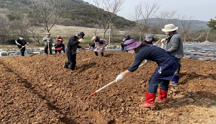 텃밭 작업 / 고창군