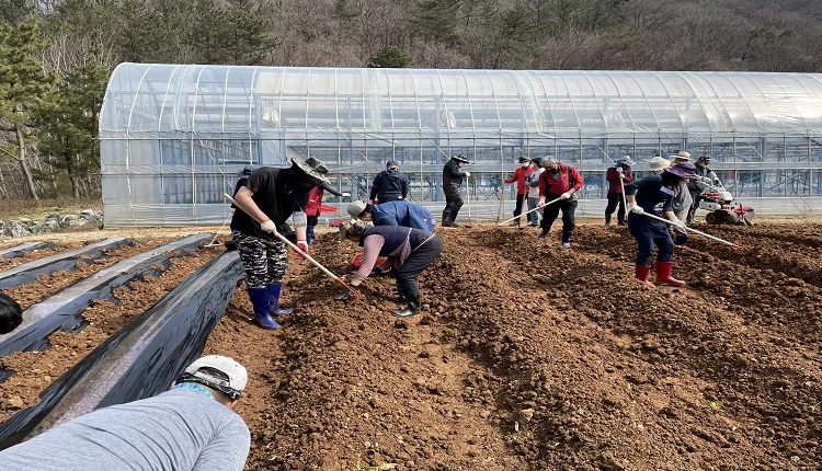 텃밭 작업 / 고창군