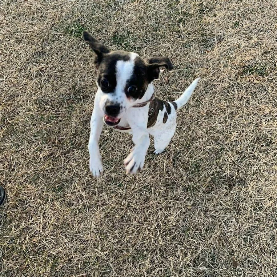 안락사 위기에 처한 유기견 / 이하 페이스북 '사지 말고 입양하세요'