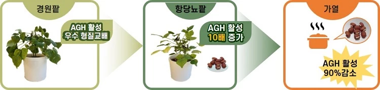 MY59 육성 / 농촌진흥청