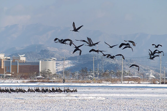 순천만 흑두루미