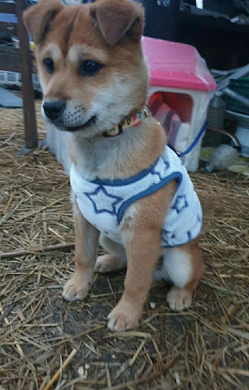 방치된 강아지 / 이하 페이스북 '사지 말고 입양하세요'