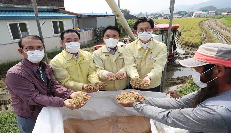벼 수확 현장방문 / 고창군