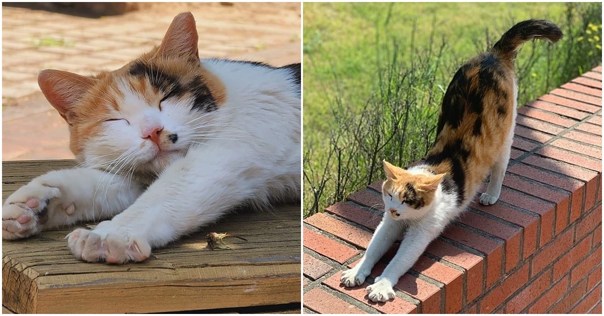 고양이 망고 / 이하 페이스북 '사지 말고 입양하세요'