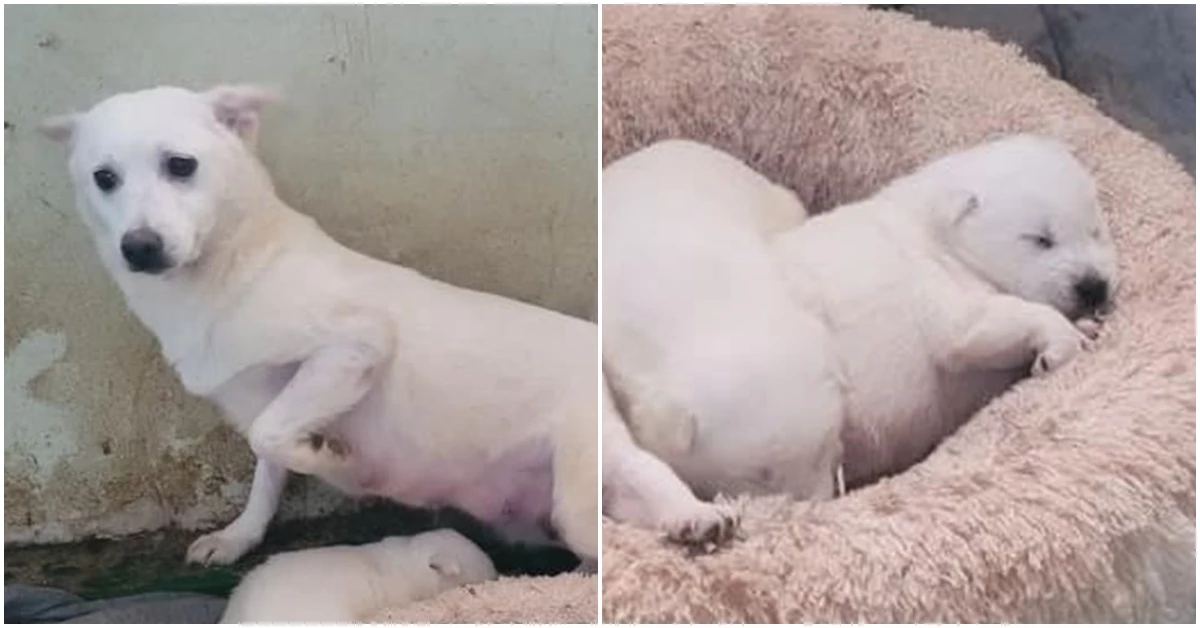 하얀이와 새끼 강아지 / 이하 페이스북 '사지 말고 입양하세요'