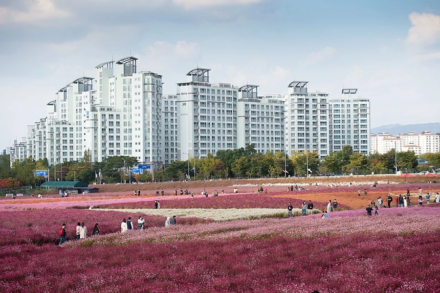 양주나리농원(천만송이 천일홍 축제 대상지)
