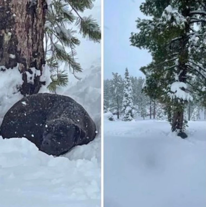 이하 동물보호단체 Tahoe PAWS 페이스북