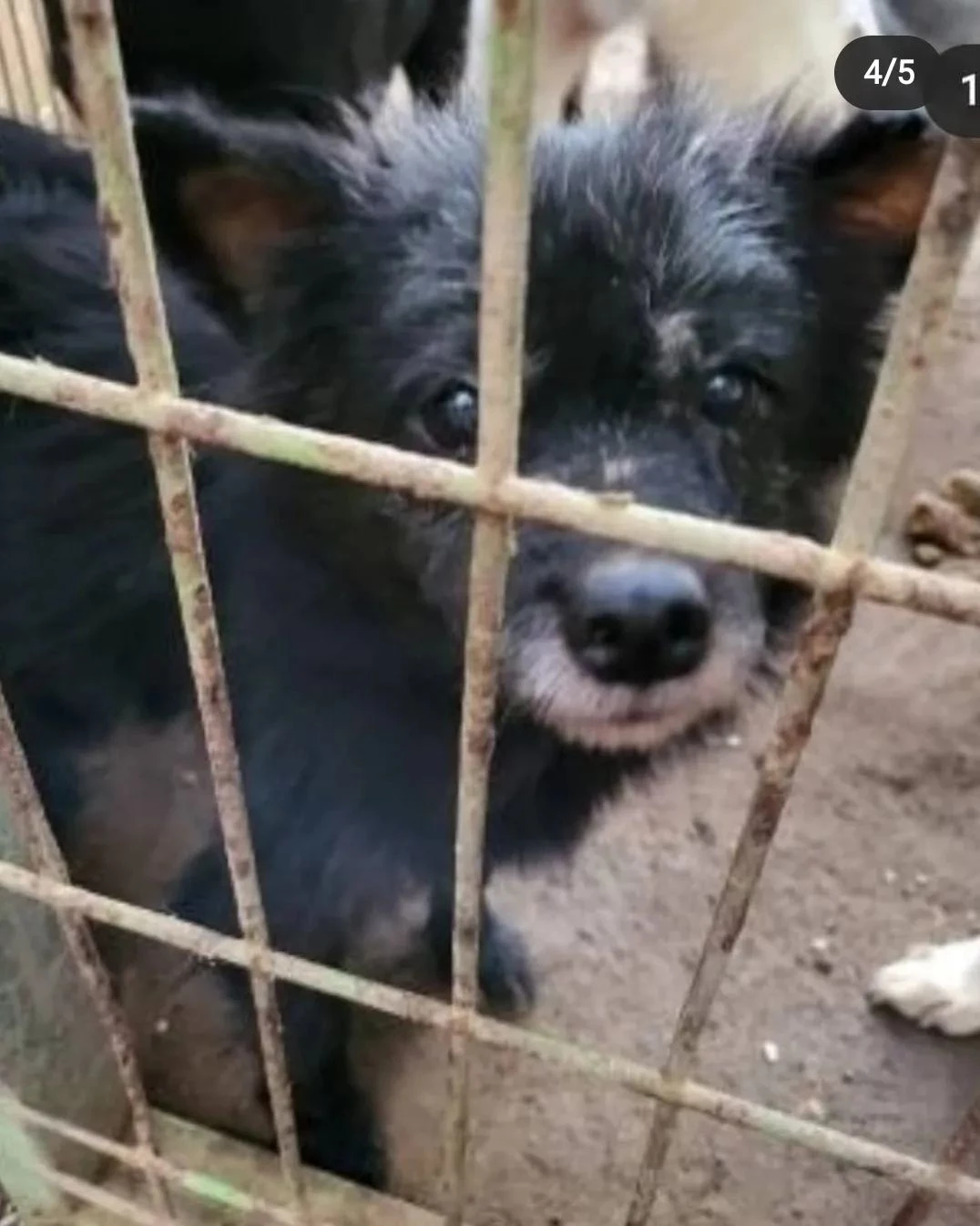 유기견 깜순이 / 이하 페이스북 '사지 말고 입양하세요'