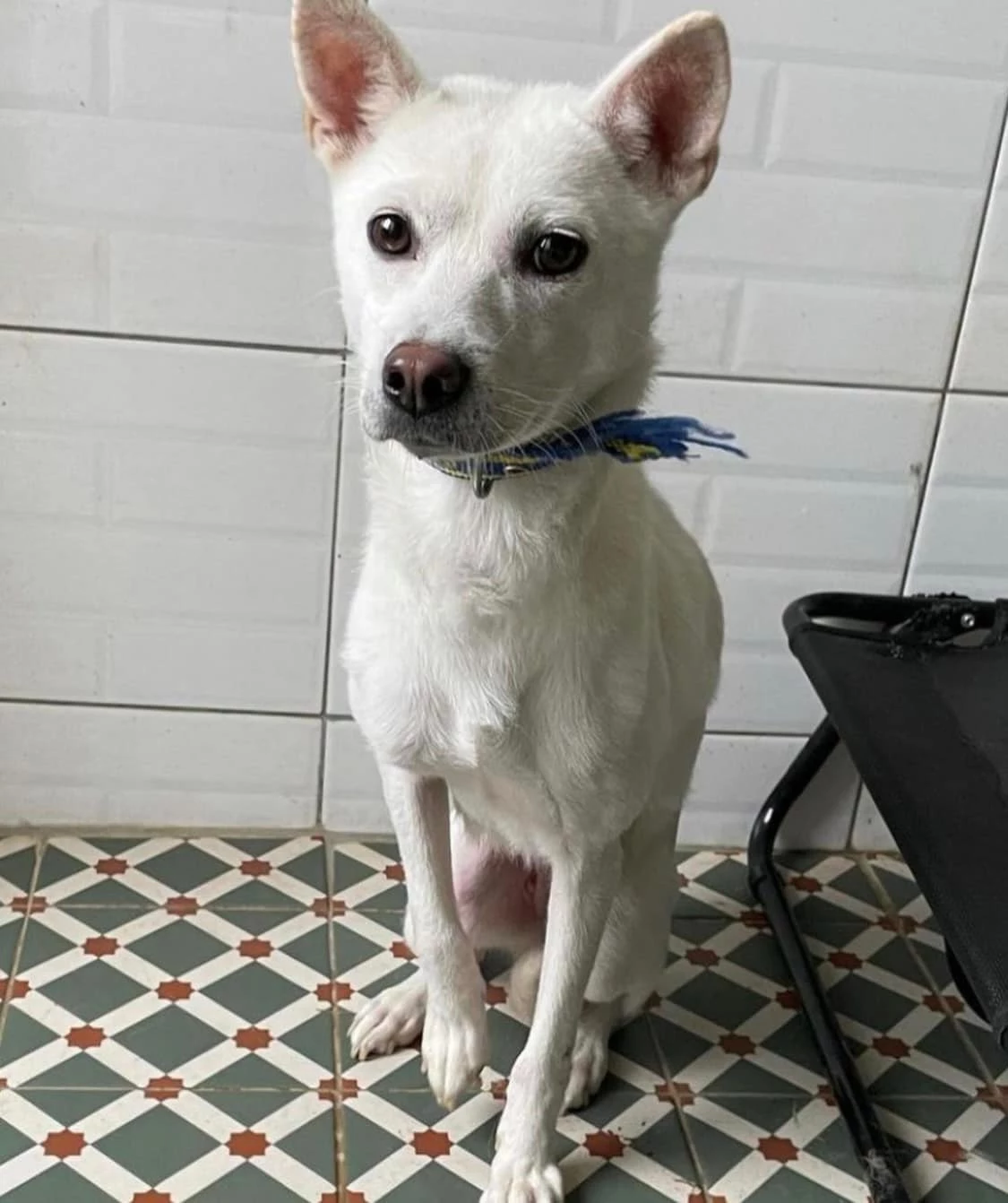 유기견 호빵이 / 이하 페이스북 '사지 말고 입양하세요'