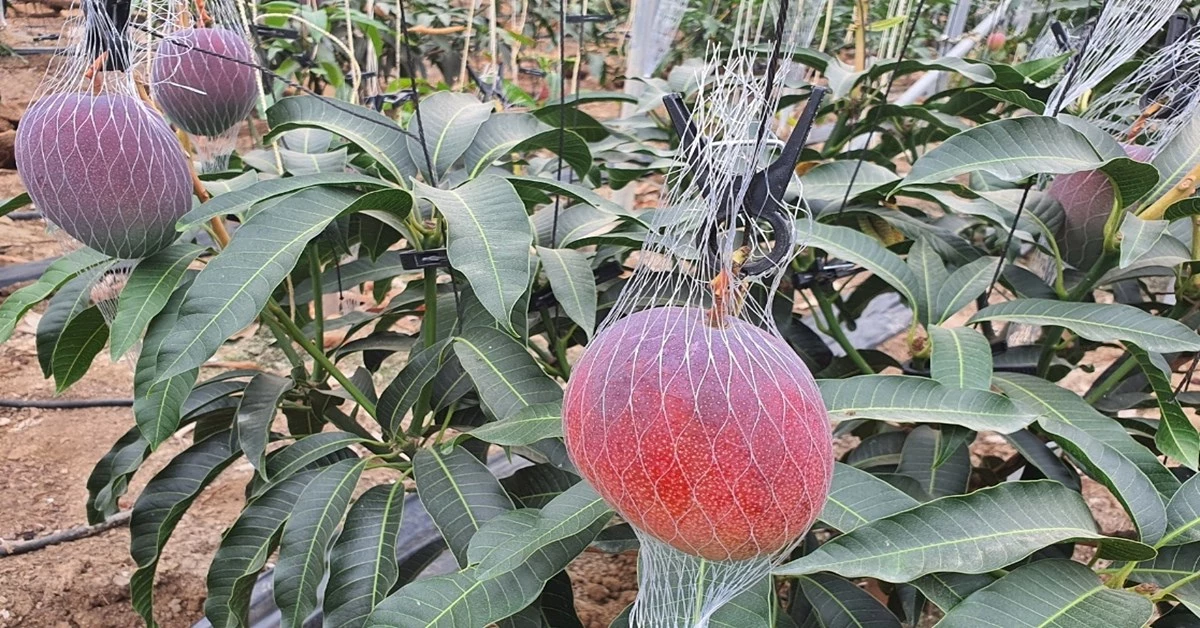 애플망고 / 경주시