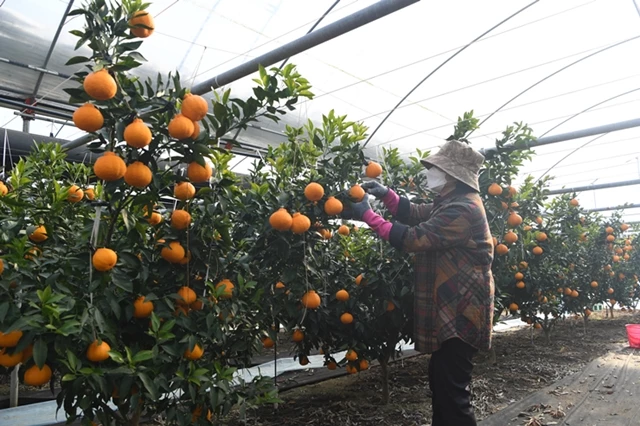 Smart하게 키우는 영주 ‘한라봉’ / 영주시