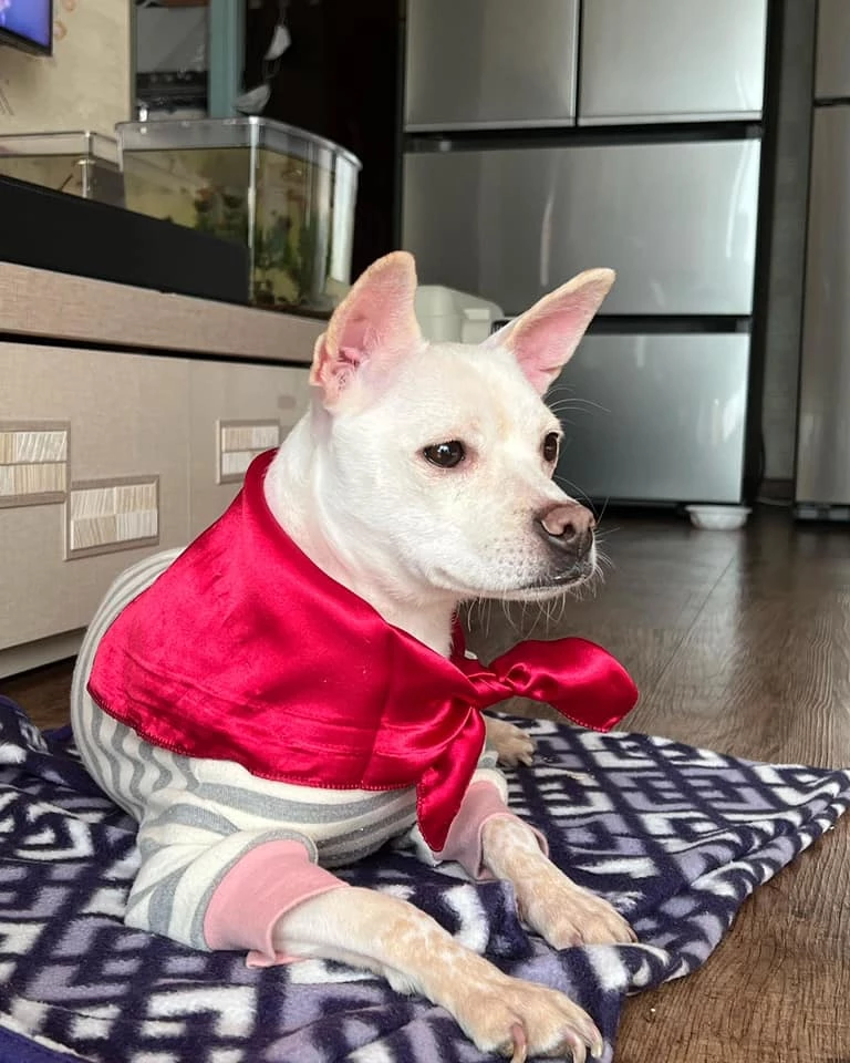 보자기를 두르고 있는 공감이 / 이하 페이스북 '사지 말고 입양하세요'