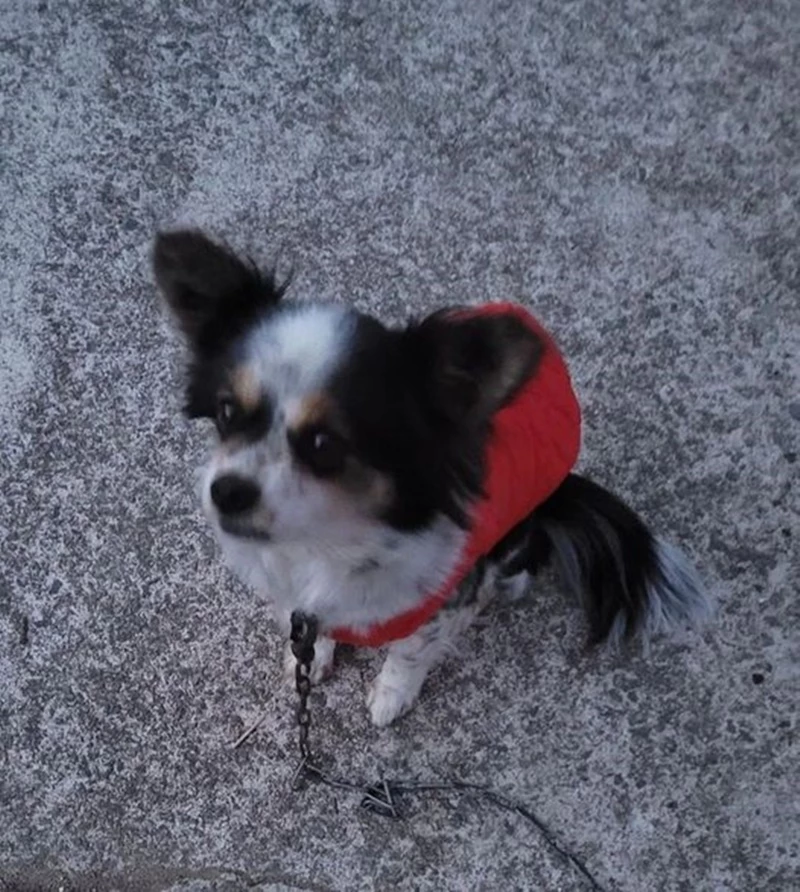 보살핌을 받지 못한 채 방치된 강아지 / 이하 페이스북 '사지 말고 입양하세요'