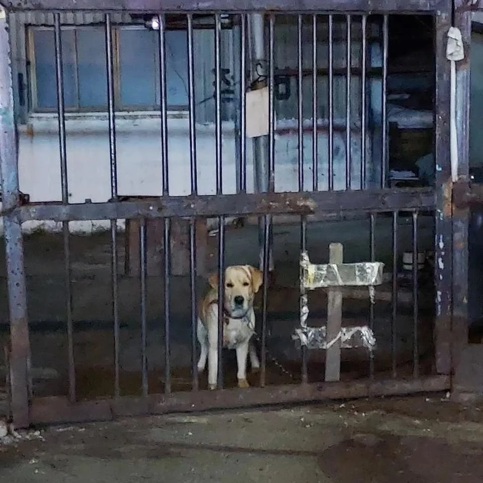 폐공장에 묶여 있는 복태 / 이하 페이스북 '사지 말고 입양하세요'