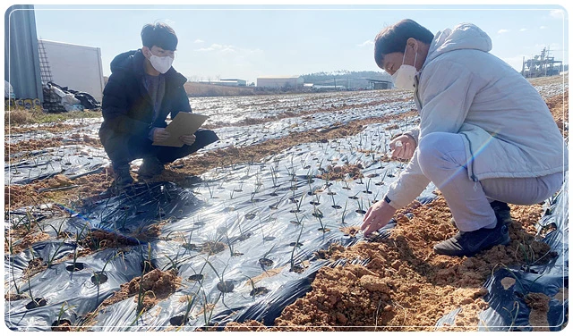 동계작물 생육관리 점검을 위해 현장기술지원단을 운영한다