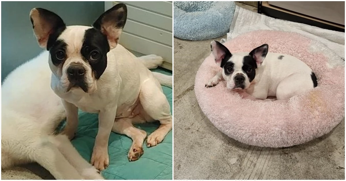 구조된 강아지 / 이하 페이스북 '사지 말고 입양 하세요'