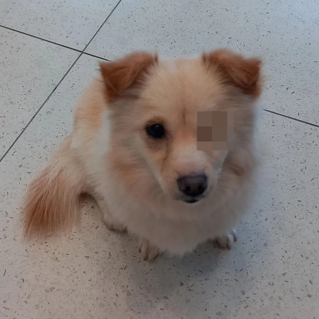 한쪽 눈을 잃은 강아지 보미 / 이하 페이스북 '사지 말고 입양하세요'