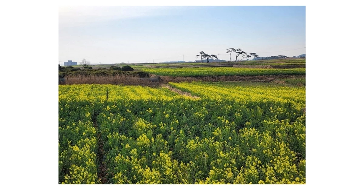 한반도 최동단 포항 호미곶에 유채꽃이 장관을 이루고 있다 / 포항시 제공