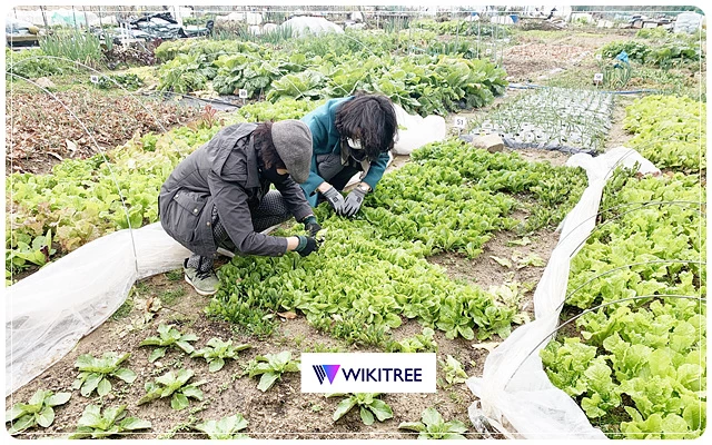 덕남동 도시텃밭