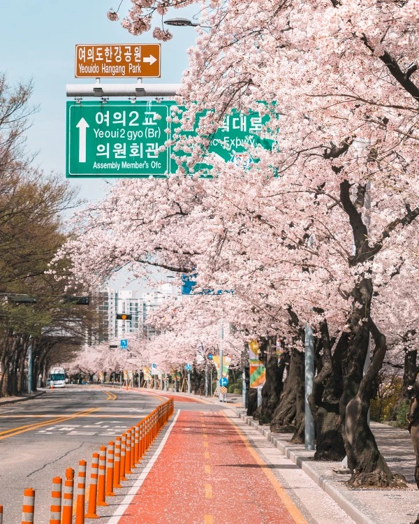 서울 여의도 봄꽃축제 / 이하 영등포문화재단