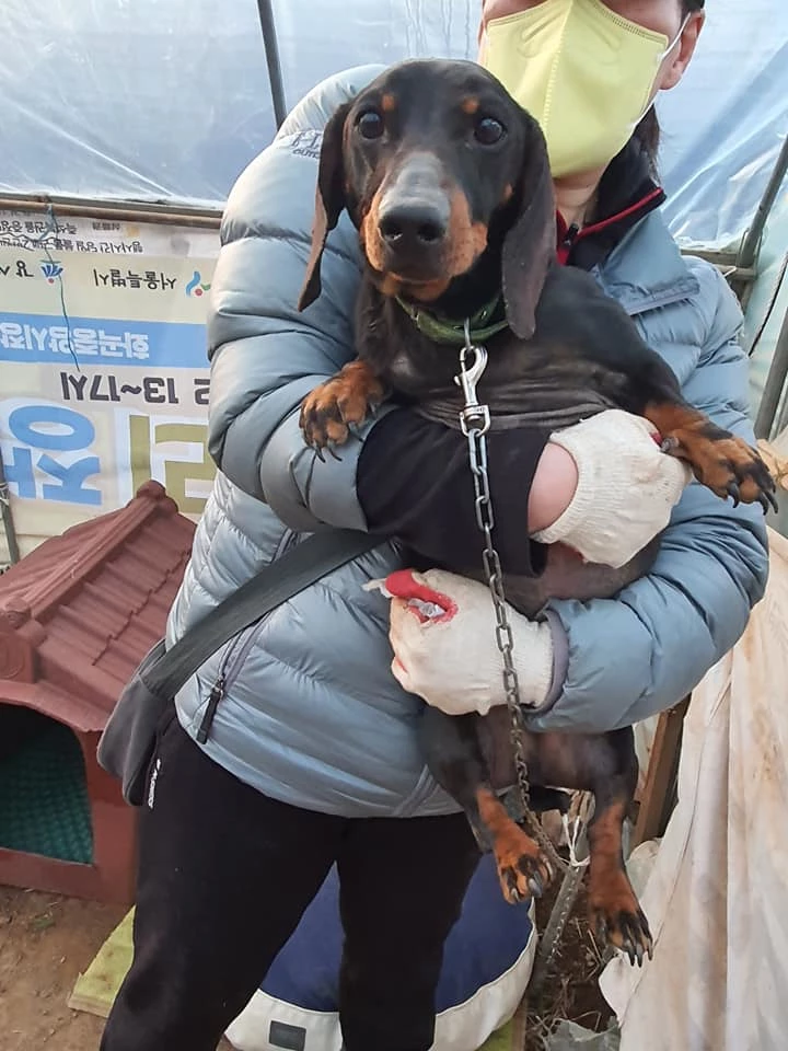 버려진 강아지 2마리 / 이하 페이스북 '사지 말고 입양하세요'