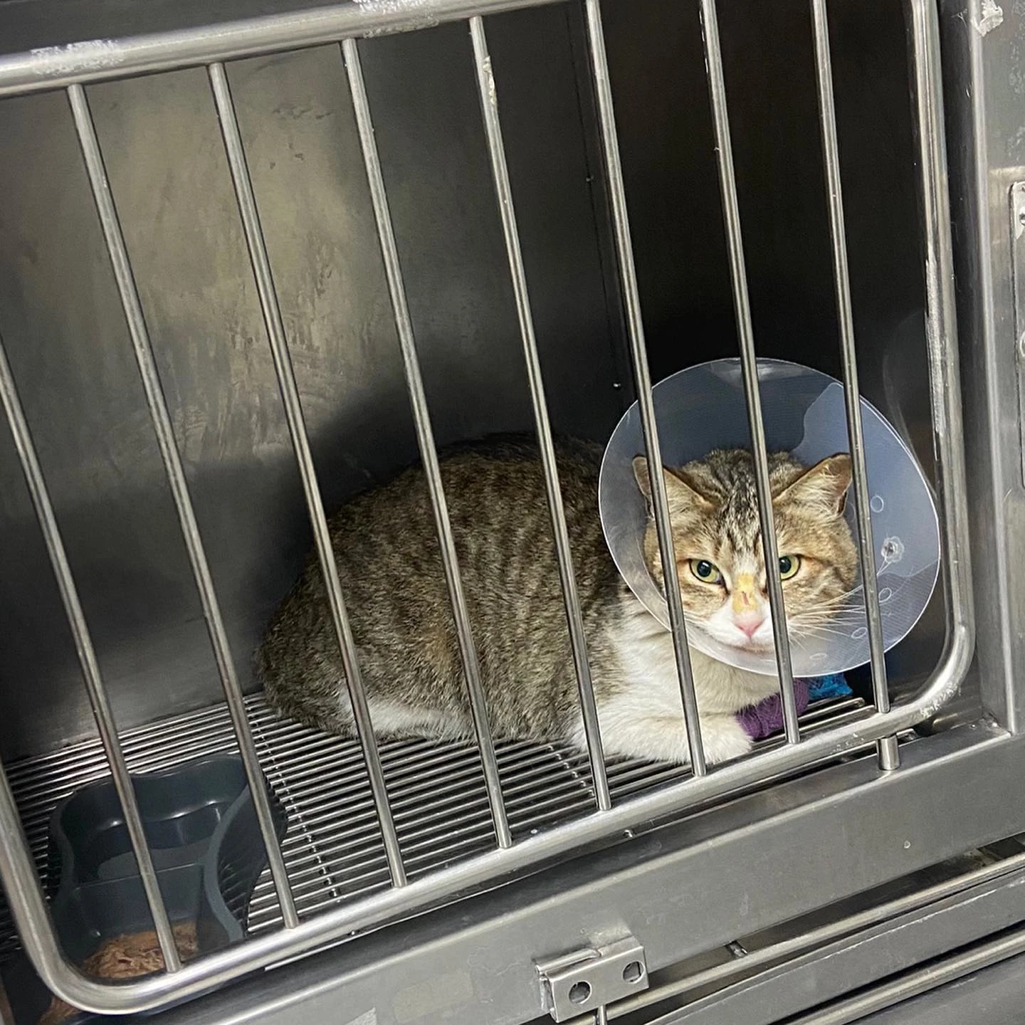 “입양 2주 만에 파양된 고양이…주인은 다시 길거리로 보내려 합니다” [함께할개]