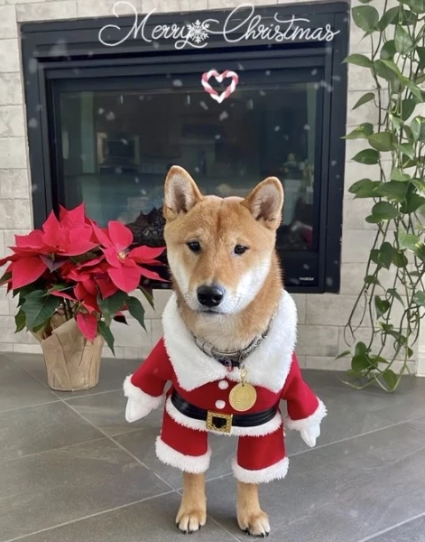 일론 머스크의 반려견 '플로키' /본인 트위터