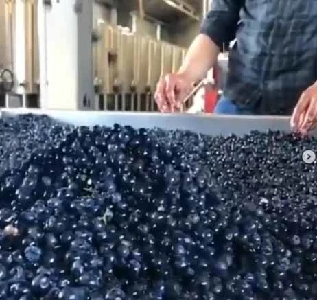 빅뱅 탑은 인스타그램에 포도를 선별하는 모습을 담은 사진을 올리기도 했다.