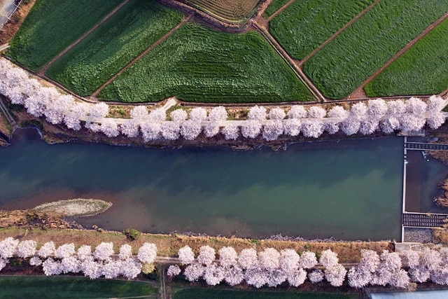 요즘 흐드러지게 핀 순백의 벚꽃이 절정에 이르렀다. 전남 장흥군 용산면 남상천 벚꽃길은 장전마을부터 원등마을까지 이르는 구간(5Km)으로, 봄이면 남상천과 어우러진 벚꽃 터널이 장관을 이루어 상춘객들의 발길이 끊이지 않고 있다./장흥군 제공