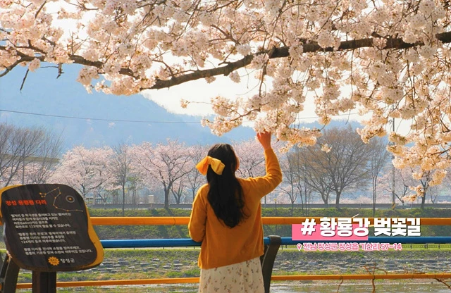 장성군이 황룡강 꽃길 등 지역 관광 명소를 다룬 1분 내외의 짧은 영상 콘텐츠 ‘숏폼’을 제작한다